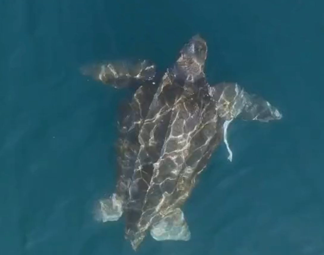 Veja Maior Tartaruga do Mundo é Vista em Ilhabela: Gigante!