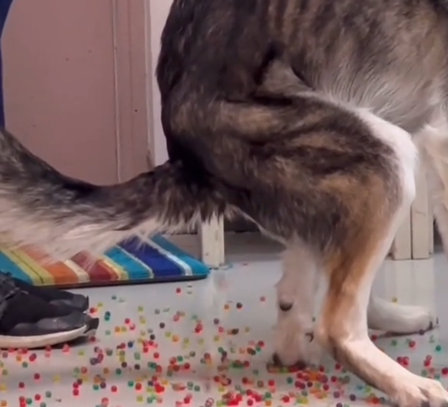 image-497 Viral TikTok: Cachorro Engole Bolinhas de Brinquedo e Surpreende Dono: Veja o Vídeo