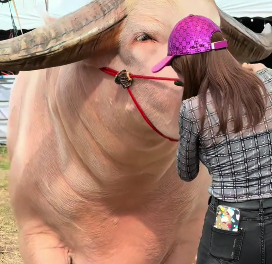 Veja Vídeo de Boi Gigante que Viraliza no TikTok